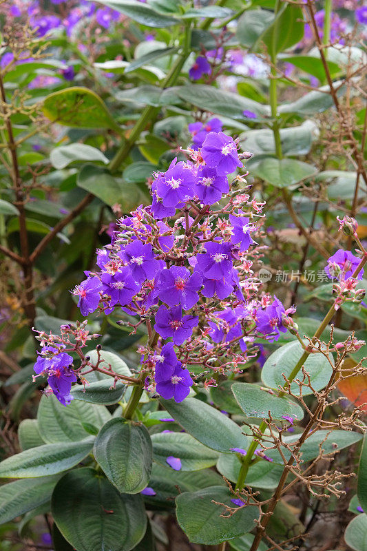 urvilleana的Rwandan Tibouchina